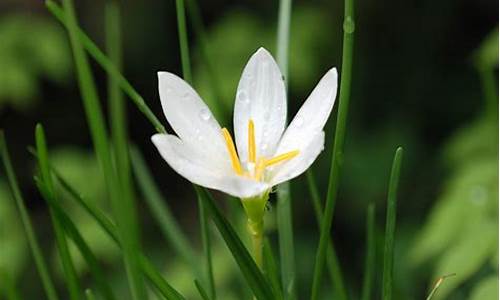 琪花瑶草(琪花瑶草下一句是什么)